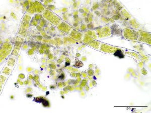  (Ulvales - GWS044470A)  @11 [ ] Unspecified (default): All Rights Reserved  Unspecified Unspecified