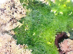  ( - GWS050352)  @11 [ ] Unspecified (default): All Rights Reserved  Unspecified Unspecified