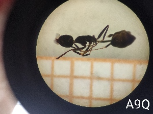  ( - UM-AACC-0120)  @11 [ ] by-nc-sa (2021) Thibaud Decaëns Universite Montpellier, CEFE Lab