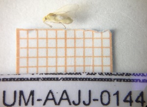  ( - UM-AAJJ-0144)  @11 [ ] by-nc-sa (2021) Thibaud Decaëns Universite Montpellier, CEFE Lab
