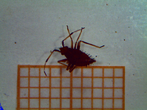  ( - UM-AANN-0042)  @11 [ ] by-nc-sa (2021) Thibaud Decaëns Universite Montpellier, CEFE Lab