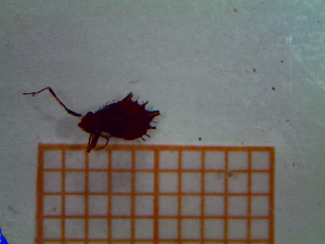  ( - UM-AANN-0043)  @11 [ ] by-nc-sa (2021) Thibaud Decaëns Universite Montpellier, CEFE Lab