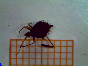  ( - UM-AANN-0044)  @11 [ ] by-nc-sa (2021) Thibaud Decaëns Universite Montpellier, CEFE Lab