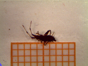  ( - UM-AANN-0091)  @11 [ ] by-nc-sa (2021) Thibaud Decaëns Universite Montpellier, CEFE Lab