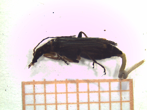  ( - UM-AAOO-0014)  @11 [ ] by-nc-sa (2021) Thibaud Decaëns Universite Montpellier, CEFE Lab