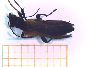  (Oedemera simplex - UM-AALL-0037)  @11 [ ] by-nc-sa (2021) Thibaud Decaëns Universite Montpellier, CEFE Lab