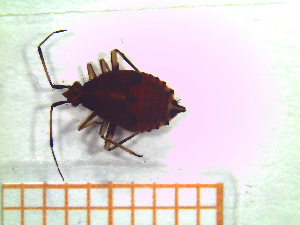  ( - UM-AALL-0043)  @11 [ ] by-nc-sa (2023) Thibaud Decaëns Universite Montpellier, CEFE Lab