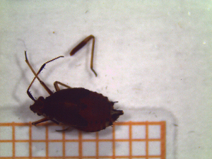  ( - UM-AALL-0047)  @11 [ ] by-nc-sa (2027) Thibaud Decaëns Universite Montpellier, CEFE Lab