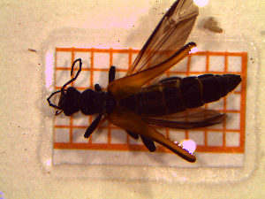  ( - UM-AATT-0149)  @11 [ ] by-nc-sa (2021) Thibaud Decaëns Universite Montpellier, CEFE Lab
