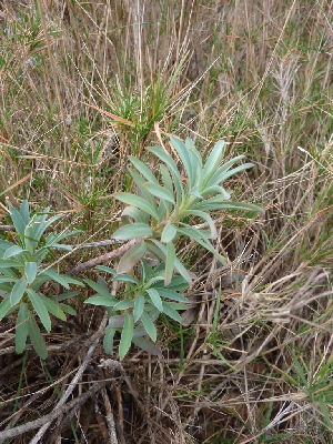 (Euphorbia characias - UM-AARR-0203)  @11 [ ] CreativeCommons - Attribution Share-Alike (2023) G Papuga Universite Montpellier, CEFE Lab