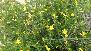  (Jasminum fruticans - UM-AASS-0180)  @11 [ ] CreativeCommons - Attribution Share-Alike (2023) G Papuga Universite Montpellier, CEFE Lab