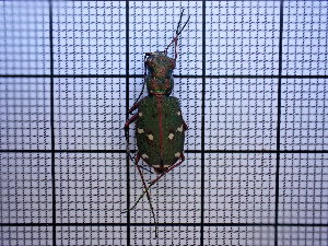  (Cicindela maroccana - UM_AAAA_00559)  @11 [ ] BY-NC-SA (2022) Maxime Rozier University of Montpellier