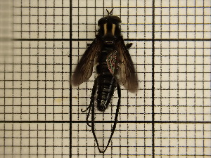  ( - UM_AAAA_00743)  @11 [ ] by-nc-sa (2023) Sebastien J. Puechmaille University of Montpellier