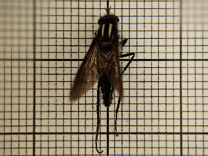  ( - UM_AAAA_00744)  @11 [ ] by-nc-sa (2023) Sebastien J. Puechmaille University of Montpellier