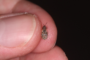  ( - UM_AAZZ_000187)  @11 [ ] by-nc-sa (2022) Timothée Gonier Universite Montpellier