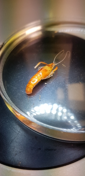  (Procambarus clarkii - UM_ABHG_00020)  @11 [ ] by-nc-sa (2022) Mateo Passuti Universite Montpellier