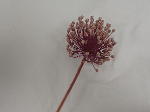  (Complexe Allium ampeloprasum - UM_ABSR_00143)  @11 [ ] by-nc-sa (2022) Julie Alauzet Universite Montpellier