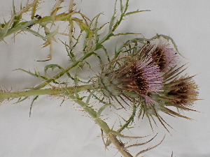 (Cynara cardunculus ssp. cardunculus - UM_ABSR_00145)  @11 [ ] by-nc-sa (2022) Julie Alauzet Universite Montpellier