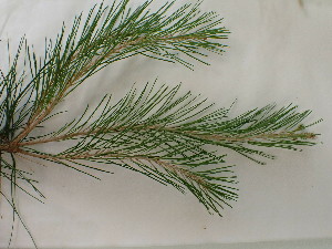  (Pinus halepensis - UM_ABSR_00170)  @11 [ ] by-nc-sa (2022) Julie Alauzet Universite Montpellier