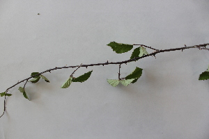  (Rubus ulmifolius - UM_ABTS_00091)  @11 [ ] by-nc-sa (2022) Colliot Ilona Universite Montpellier