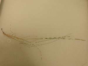  (Brachypodium phoenicoides - UM_ABTS_00134)  @11 [ ] by-nc-sa (2022) Colliot Ilona Universite Montpellier