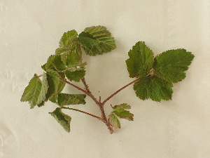  (Rubus caesius - UM_ABTS_00149)  @11 [ ] by-nc-sa (2022) Colliot Ilona Universite Montpellier