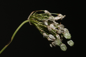  (Allium convallarioides - UM_VELA_0010)  @11 [ ] by-nc-sa (2022) Errol Vela Universite Montpellier