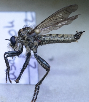  (Dysmachus fuscipennis - UM_AAFF_00205)  @11 [ ] by-nc-sa (2024) Benoit Nabholz Universite Montpellier