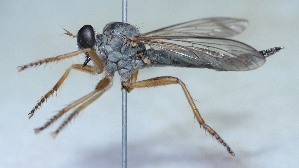  (Aneomochtherus flavicornis - UM_AAFF_00208)  @11 [ ] by-nc-sa (2024) Benoit Nabholz Universite Montpellier