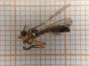  ( - UM_ACWU_0122)  @11 [ ] by-nc-sa (2023) Thibaud Decaëns Universite Montpellier