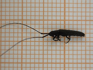  ( - UM_ACVT_0372)  @11 [ ] by-nc-sa (2023) Thibaud Deca&euml;ns Universite Montpellier