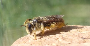  (Andrena aff. clypella - UM_AAFF_00299)  @11 [ ] by-nc-sa (2024) Benoit Nabholz Universite Montpellier