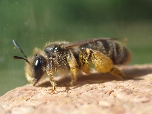  ( - UM_AAFF_00299)  @11 [ ] by-nc-sa (2024) Benoit Nabholz Universite Montpellier