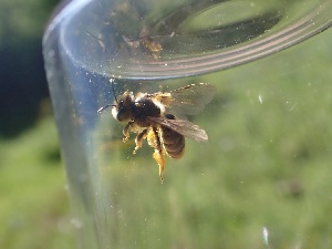  ( - UM_AAFF_00299)  @11 [ ] by-nc-sa (2024) Benoit Nabholz Universite Montpellier