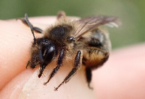  (Andrena nigroaenae - UM_AAFF_00311)  @11 [ ] by-nc-sa (2024) Benoit Nabholz Universite Montpellier