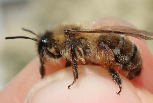  (Andrena nigroaenae - UM_AAFF_00376)  @11 [ ] by-nc-sa (2024) Benoit Nabholz Universite Montpellier