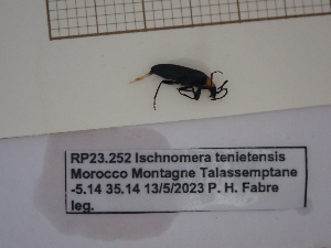  (Ischnomera tenietensis - AAUU_01116)  @11 [ ] by-nc-sa (2023) University of Montpellier Universite Montpellier