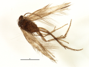  ( - RBCAD-2211)  @11 [ ] CreativeCommons - Attribution (2009) CBG Photography Group Centre for Biodiversity Genomics