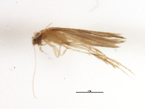  (Rhyacopsyche peruviana - RBCAD-2270)  @11 [ ] CreativeCommons - Attribution (2009) CBG Photography Group Centre for Biodiversity Genomics