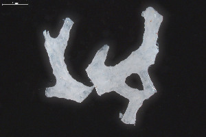  ( - BGE_00262_B02)  @11 [ ] Creative Commons  Attribution Non-Commercial Share-Alike (2024) NTNU University Museum, Department of Natural History NTNU University Museum, Department of Natural History