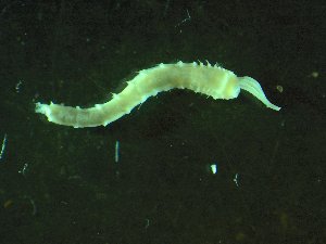  (Melinnampharete - BGE_00239_B05)  @11 [ ] Creative Commons BY NC SA (2025) University of Bergen Natural History Collections