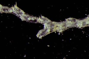  ( - BGE_00262_A08)  @11 [ ] CC-BY-SA (2024) University of Bergen, Natural History Collections University of Bergen, Natural History Collections