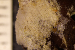  (Microporellidae - BGE_00264_A10)  @11 [ ] Creative Commons  Attribution Non-Commercial Share-Alike (2025) NTNU University Museum, Department of Natural History NTNU University Museum, Department of Natural History