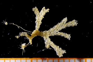  (Dendrobeania - BGE_00262_G10)  @11 [ ] Creative Commons  Attribution Non-Commercial Share-Alike (2024) NTNU University Museum, Department of Natural History NTNU University Museum, Department of Natural History