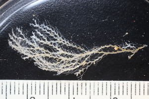  ( - BGE_00262_H03)  @11 [ ] CC-BY-SA (2024) University of Bergen, Natural History Collections University of Bergen, Natural History Collections