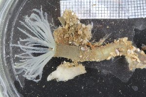  ( - BGE_00236_B10)  @11 [ ] Creative Commons BY NC SA (2025) University of Bergen Natural History Collections