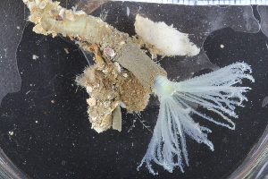  ( - BGE_00236_B10)  @11 [ ] Creative Commons BY NC SA (2025) University of Bergen Natural History Collections