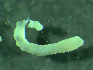  ( - BGE_00237_F04)  @11 [ ] Creative Commons BY NC SA (2025) University of Bergen Natural History Collections