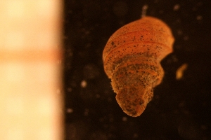  (Alvania - BGE_00246_E03)  @11 [ ] Creative Commons BY-SA (2024) University of Bergen Natural History Collections
