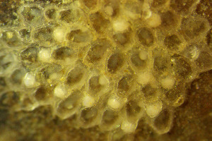  (Calloporidae - BGE_00262_D02)  @11 [ ] Creative Commons  Attribution Non-Commercial Share-Alike (2024) NTNU University Museum, Department of Natural History NTNU University Museum, Department of Natural History